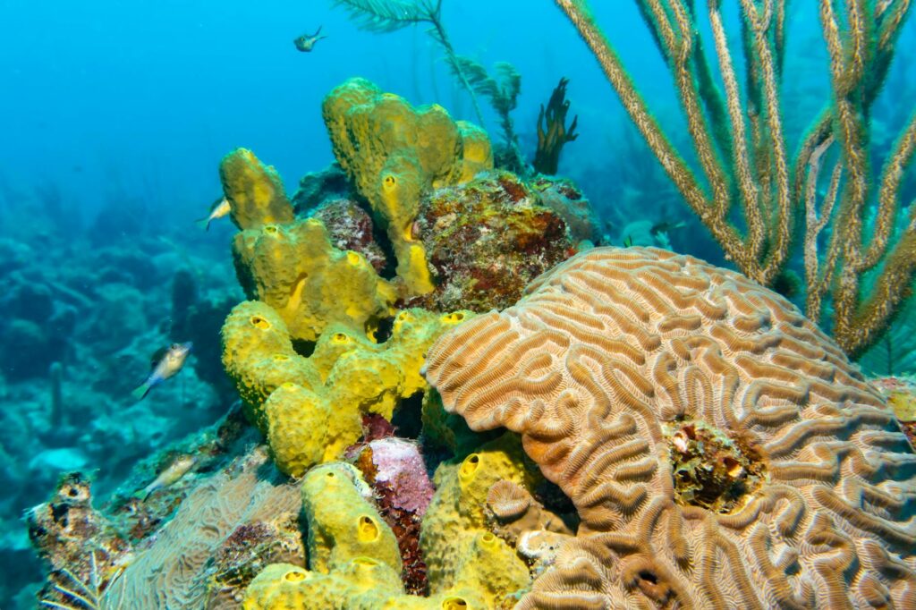 1. Bavaro Coral Reef Catamaran & Snorkeling Tour