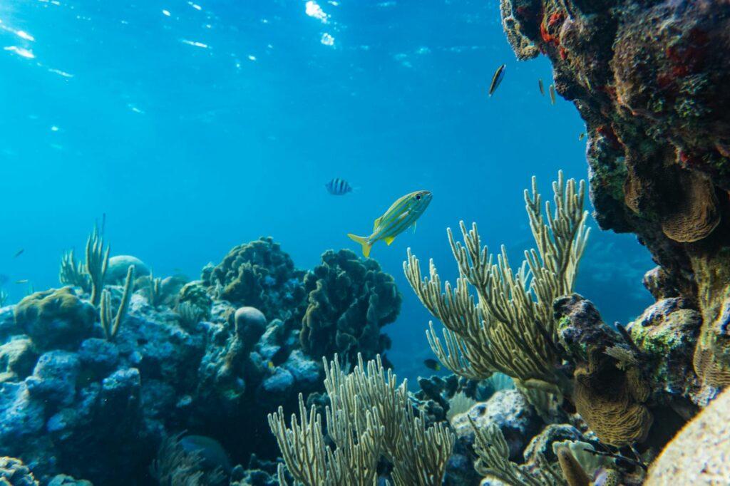 2. Snorkel at Catalina Island for Untouched Coral Reefs