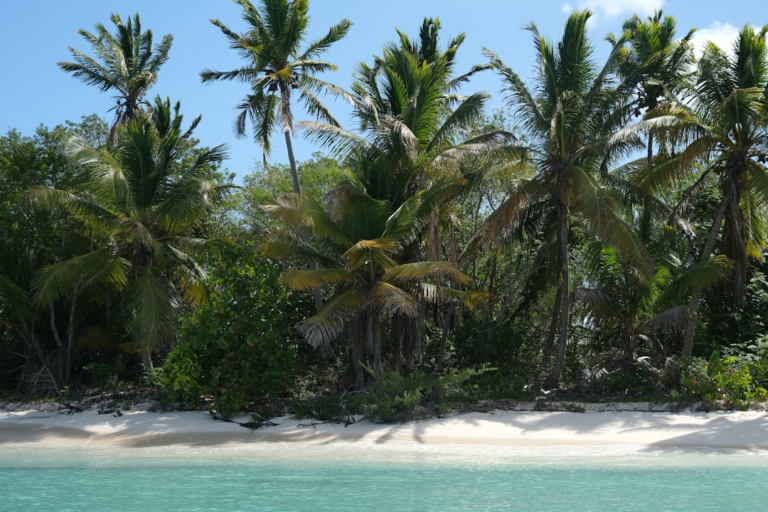 Is a Saona Island Day Trip Worth It in 2026? Private vs Group Tour Breakdown